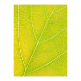 Autumn Leaf (Print Only) thumbnail