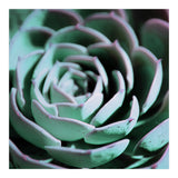 DARKSIDE OF SUCCULENTS III-A (Print Only) thumbnail