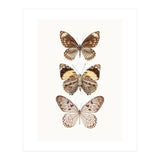 Cc Butterflies 06 (Print Only) thumbnail