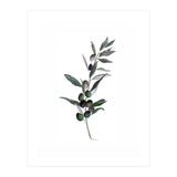 Botanical Illustration Olive (Print Only) thumbnail