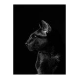 Black Cat (Print Only) thumbnail