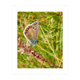 Butterfly in the meadow (Print Only) thumbnail