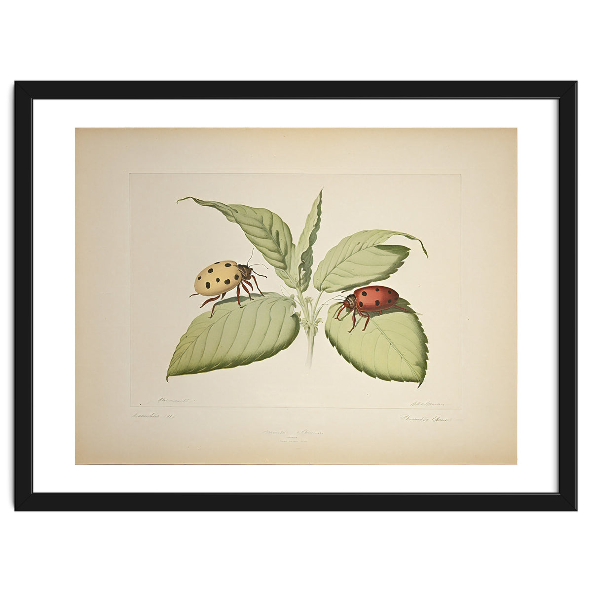 Vintage Ladybirds Illustration