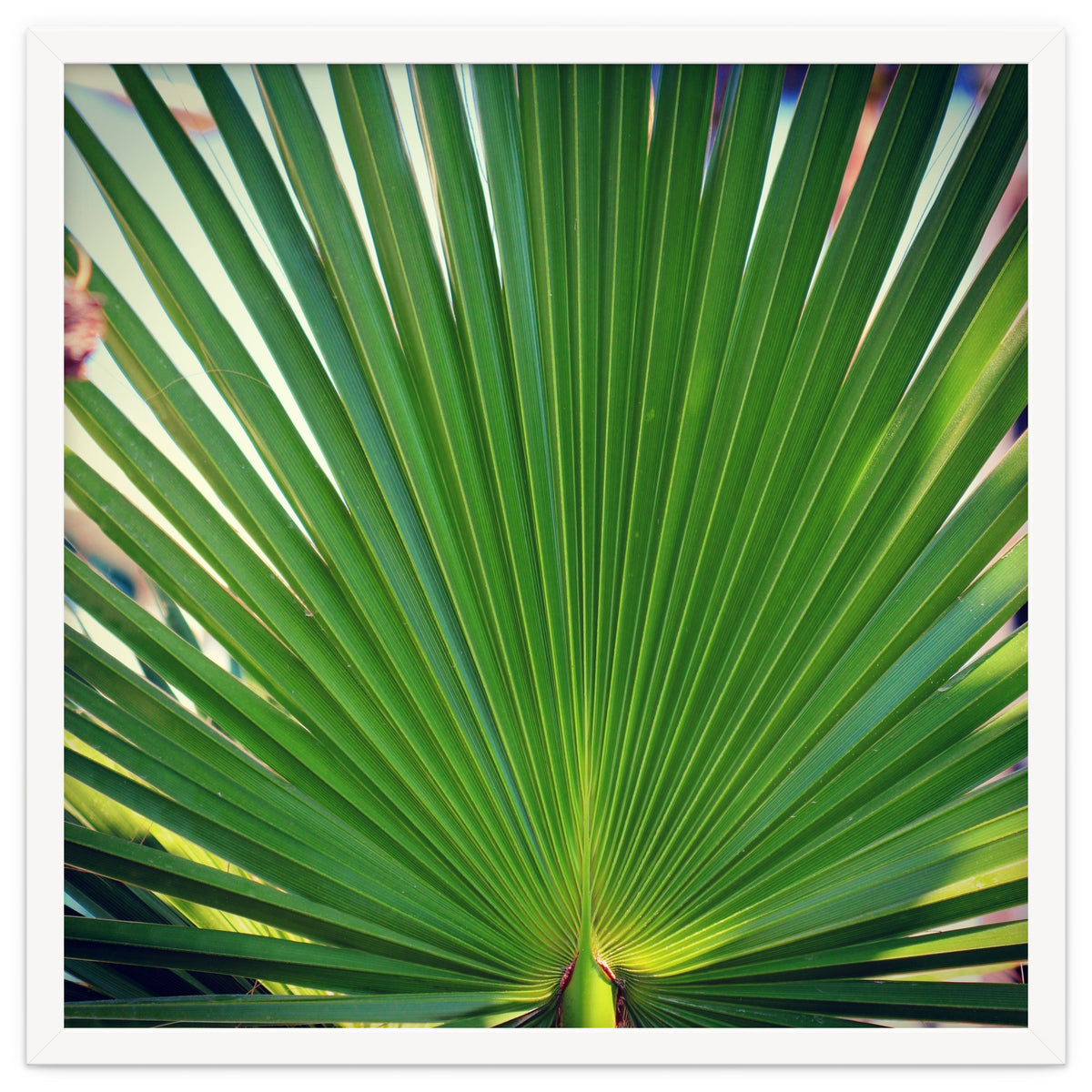 palm leaf