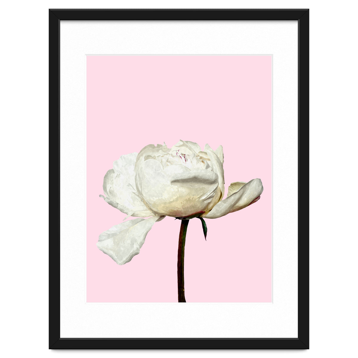 White Peony Pink Background