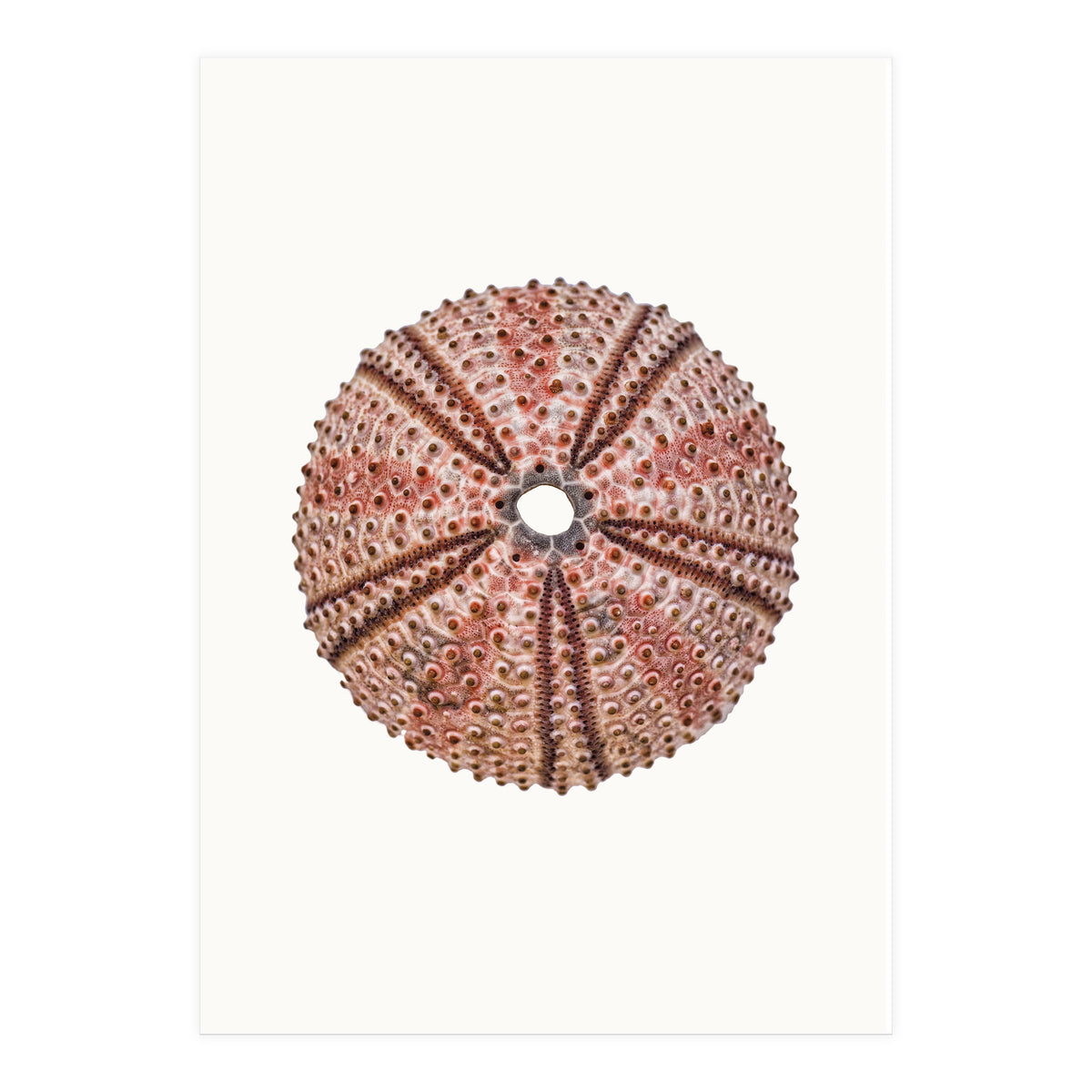 Cc Shell 04 (Print Only)