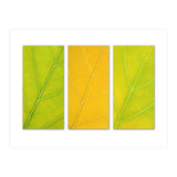 Autumn Leaves (Print Only) thumbnail