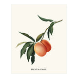 Peachy (Print Only) thumbnail