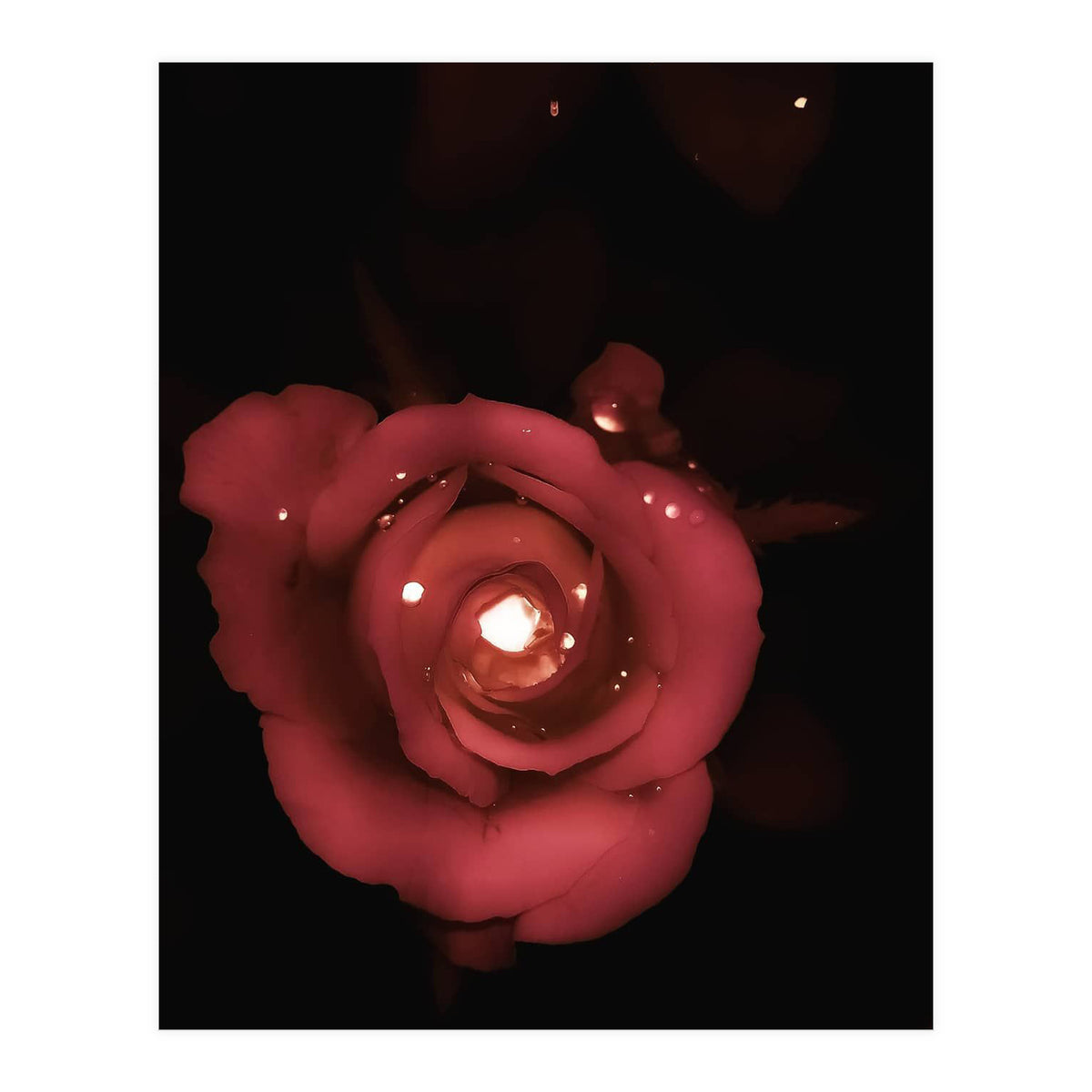 Lighting Rose (Print Only)