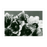 Anemone Flowers (Print Only) thumbnail