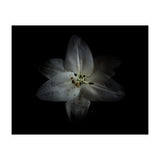 Backyard Flowers No 28 Color Version (Print Only) thumbnail
