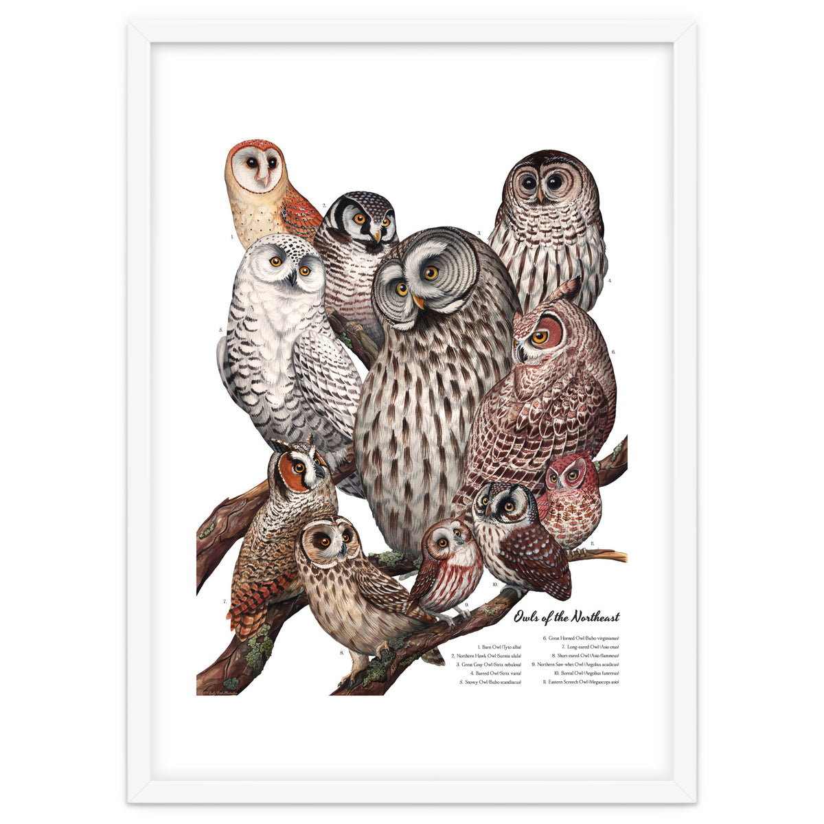 Owls Of The Northeast
