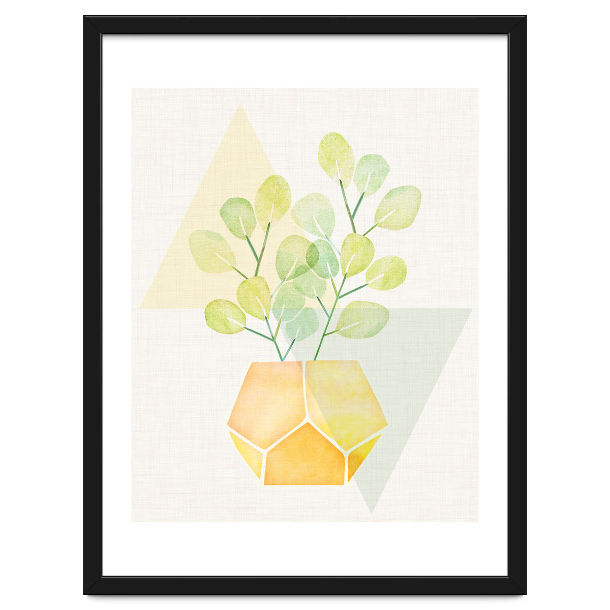 Geometry and House Plant