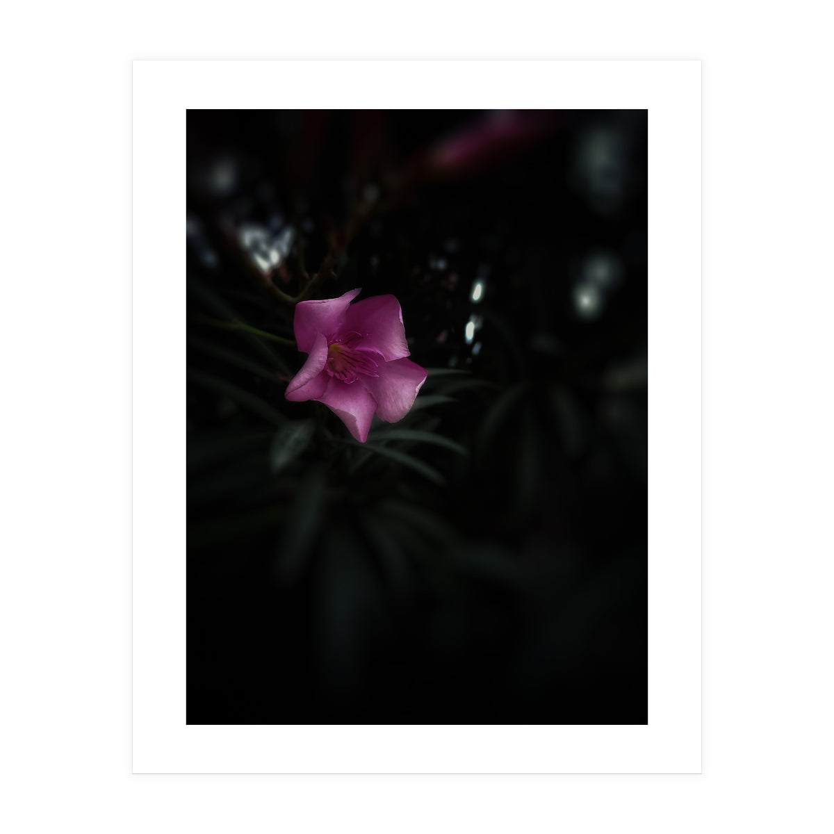 Pinky Flora (Print Only)