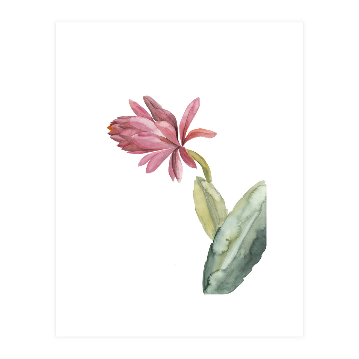 Botanical Illustration Pink Cactus Flower (Print Only)