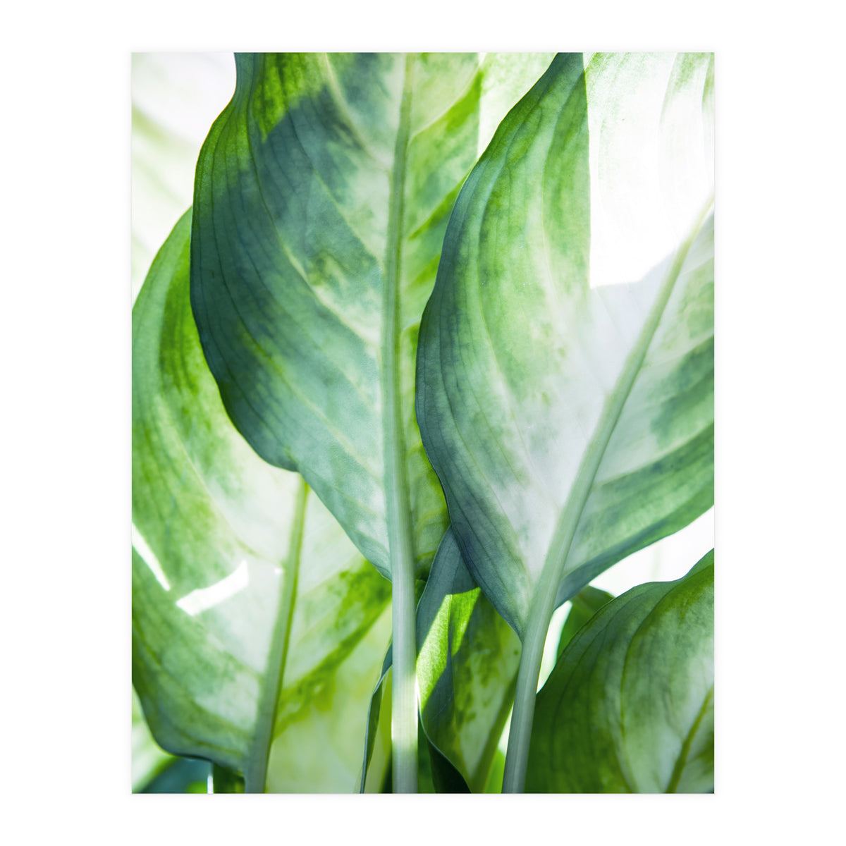 Tropic Abstract (Print Only)