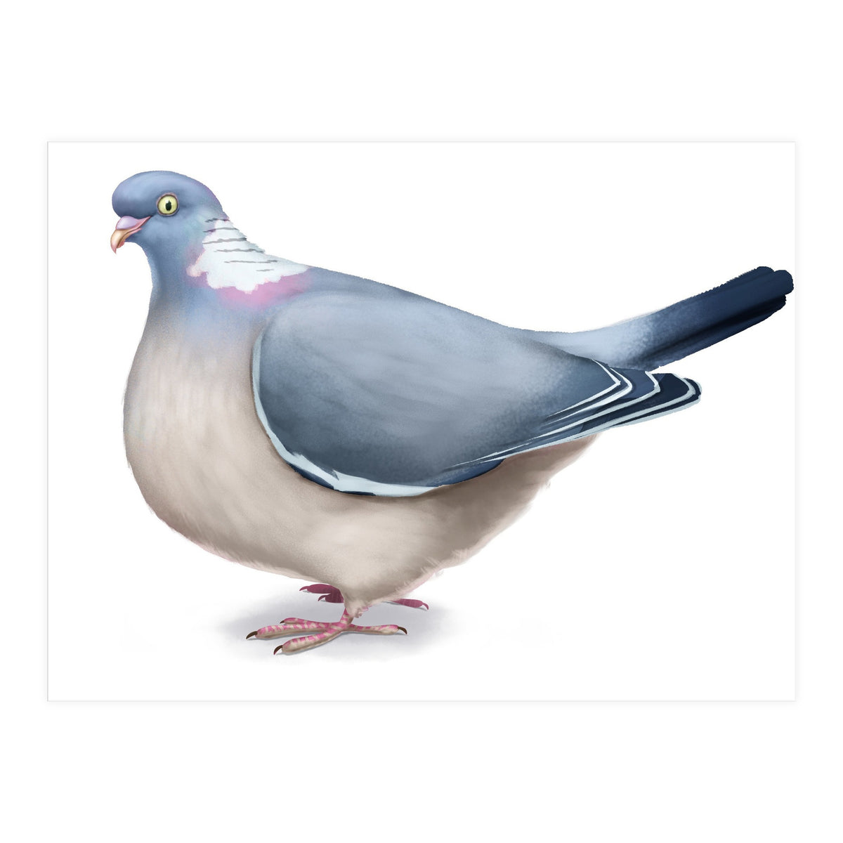 Wood Pigeon (Print Only)