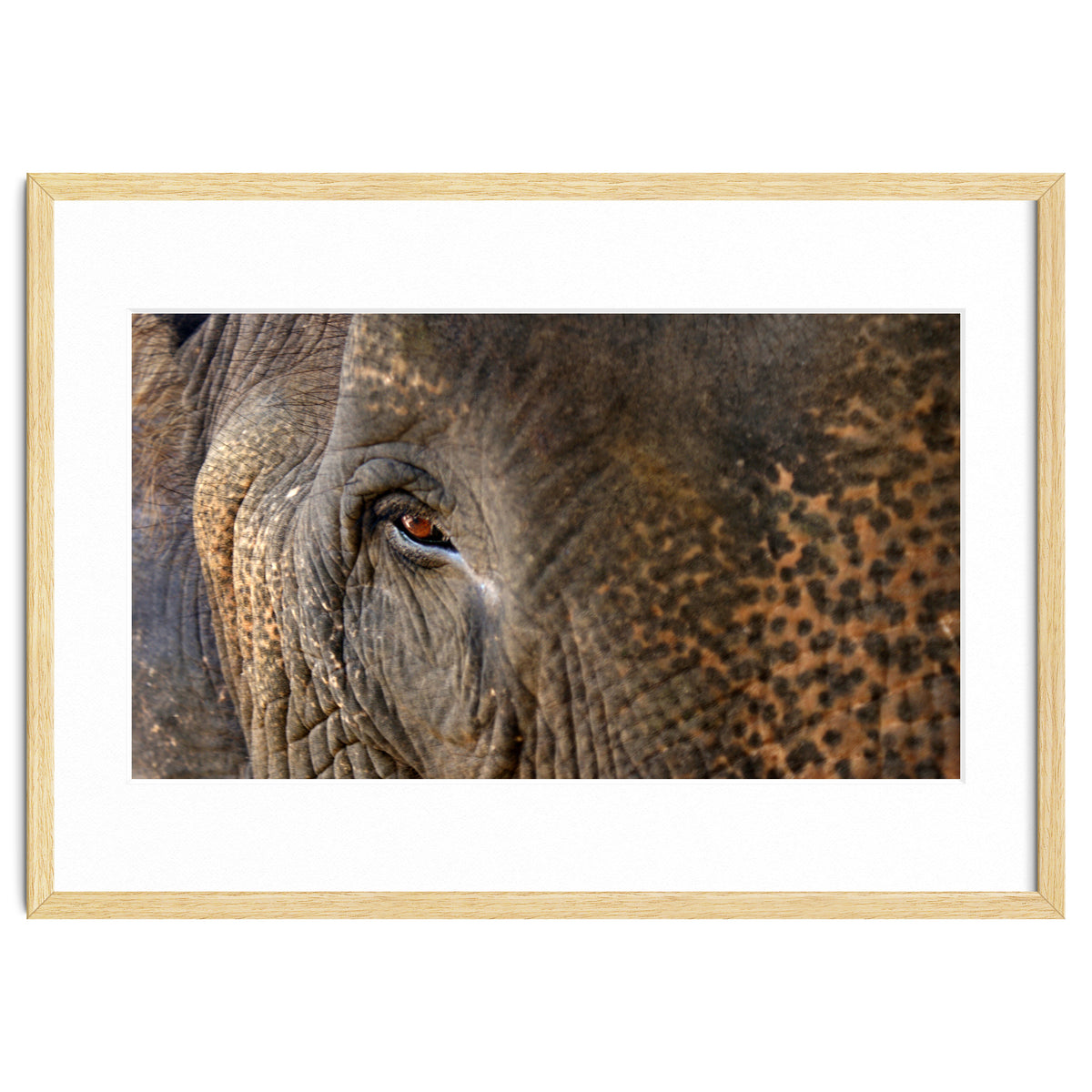 Face To Face - Elephant eye