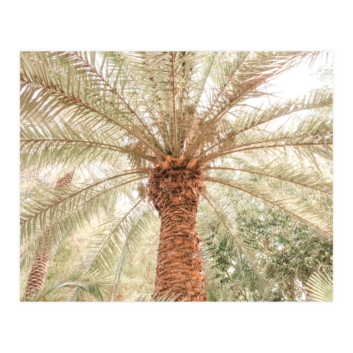 Tropical Palm Tree (Print Only)