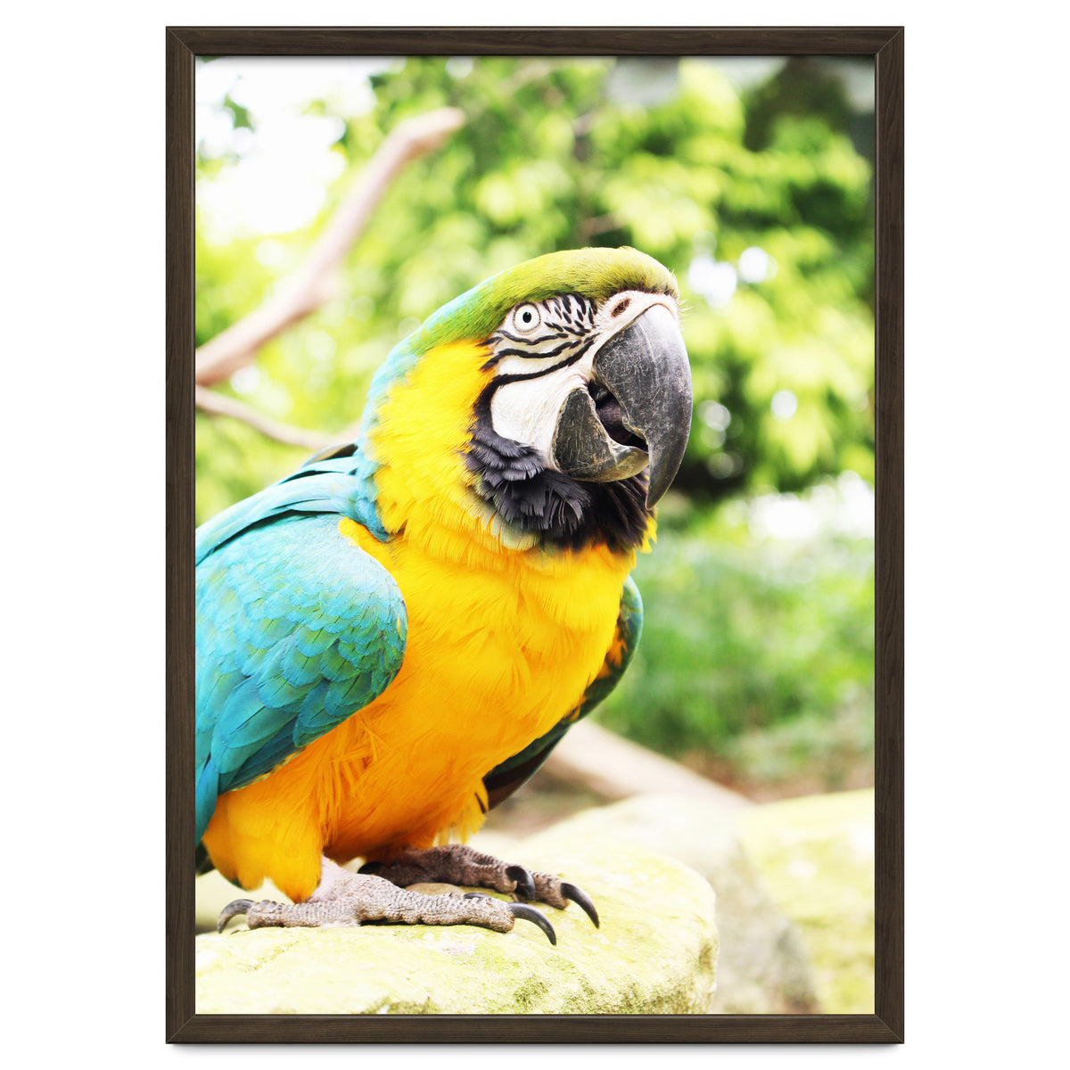 Parrot