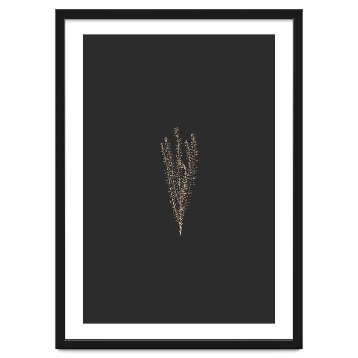 Delicate Fynbos Botanicals in Gold and Black