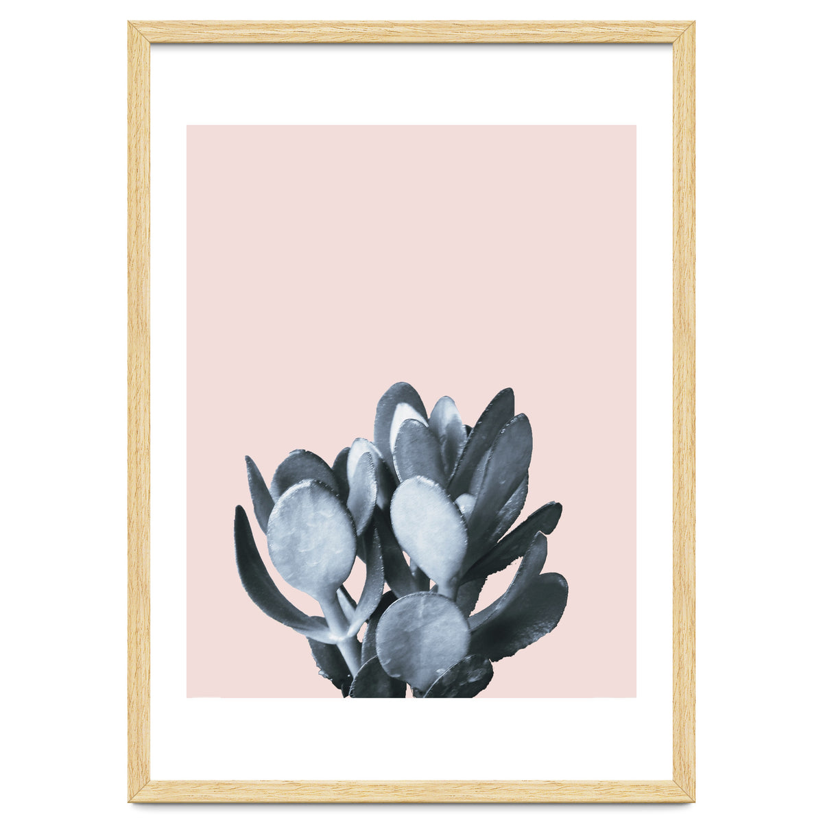 Cactus collection BL-II