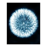 Taraxacum Officinale (Print Only) thumbnail