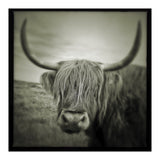 Elgol Cow (Print Only) thumbnail