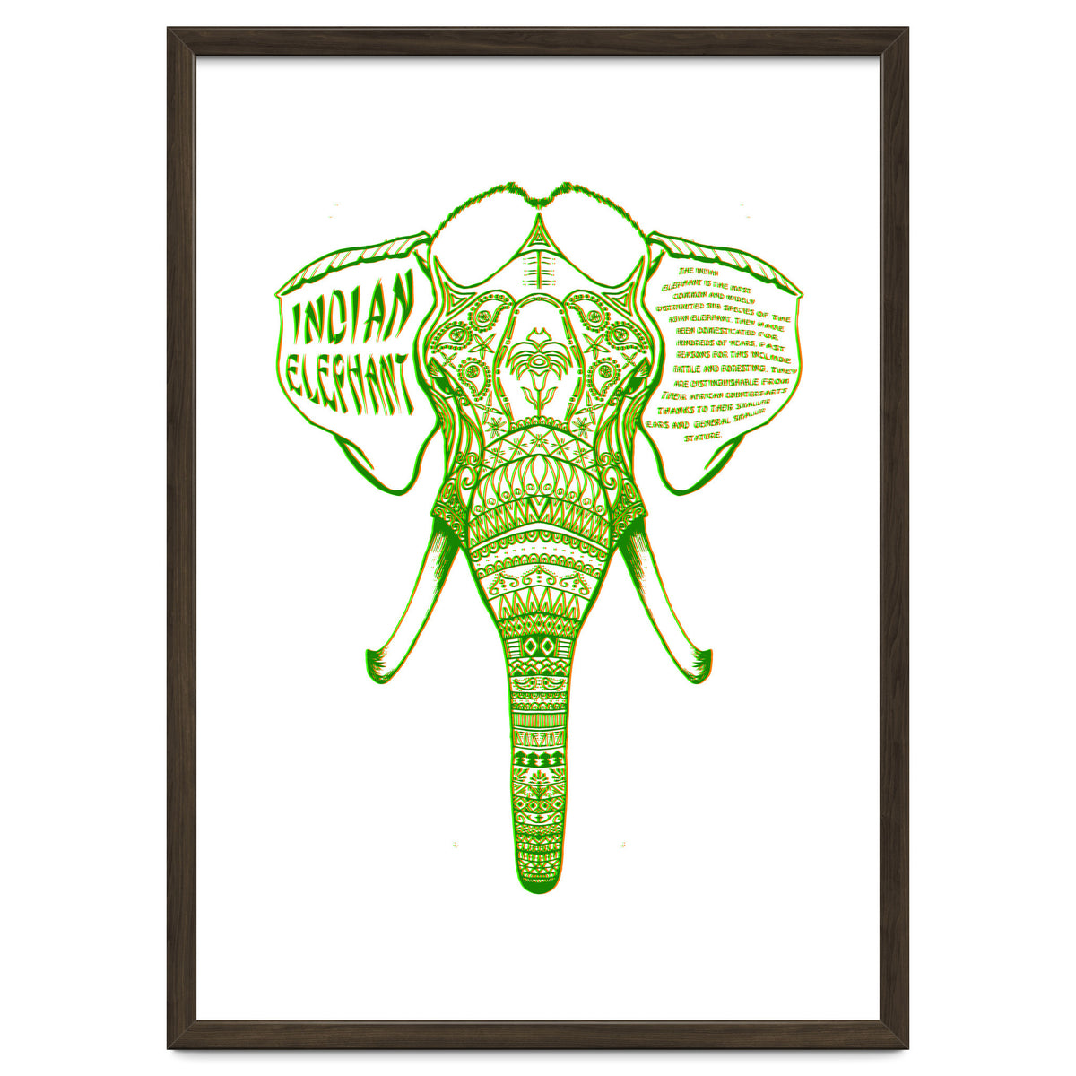 Indian Elephant