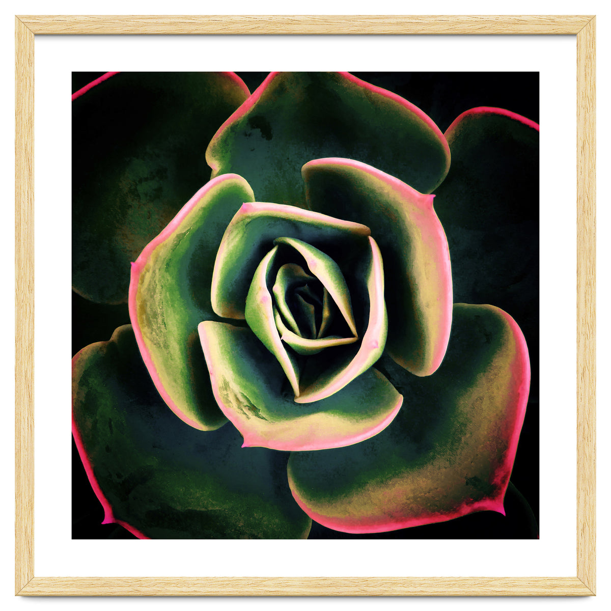 DARKSIDE OF SUCCULENTS XV