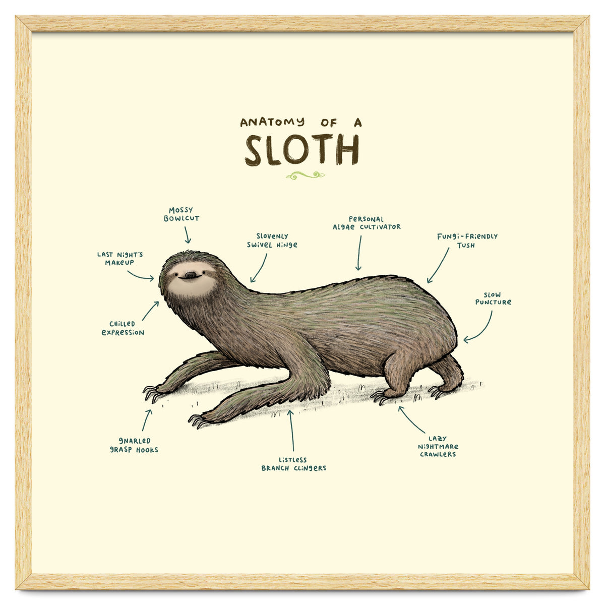 Anatomy Of A Sloth