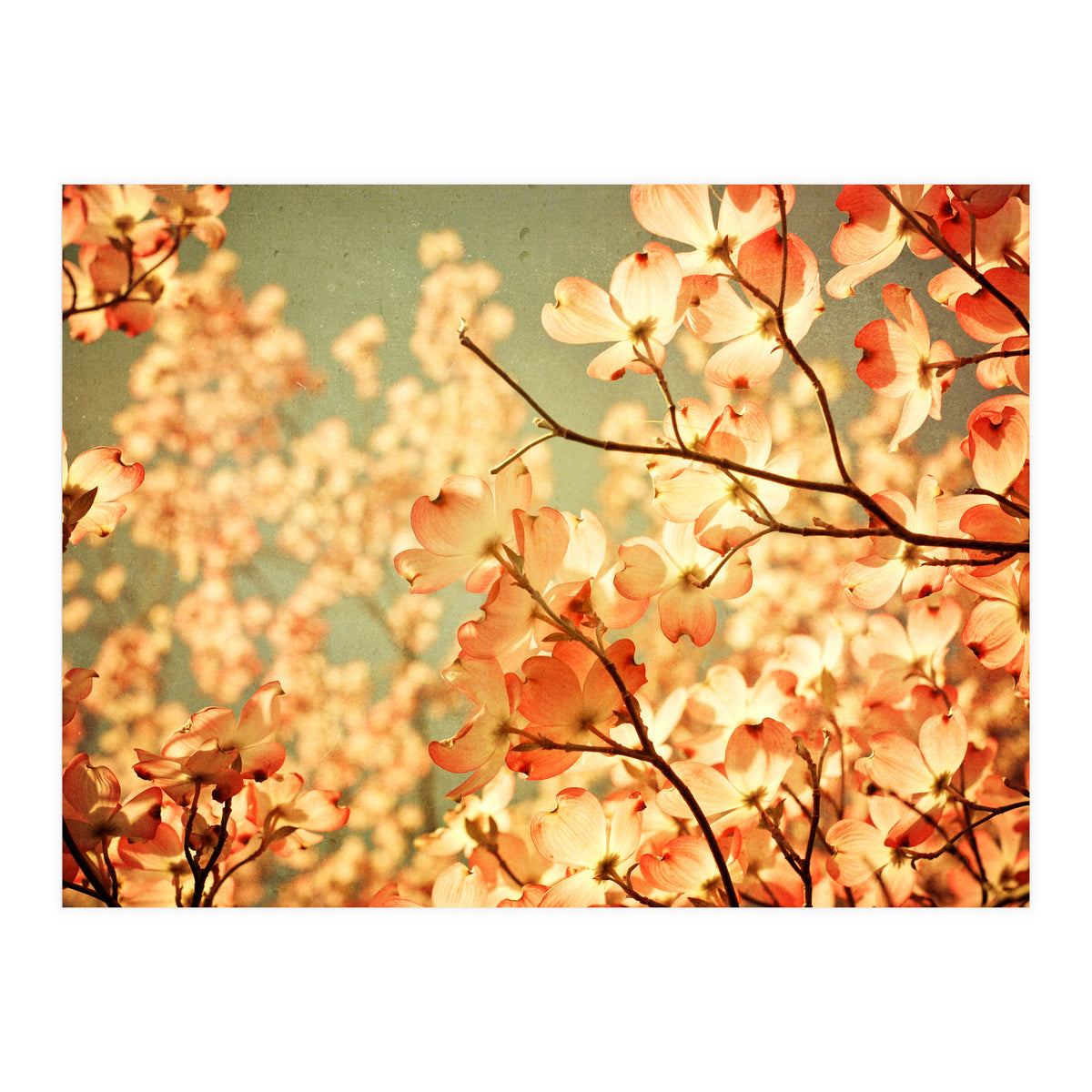 Vintage Pink (Print Only)