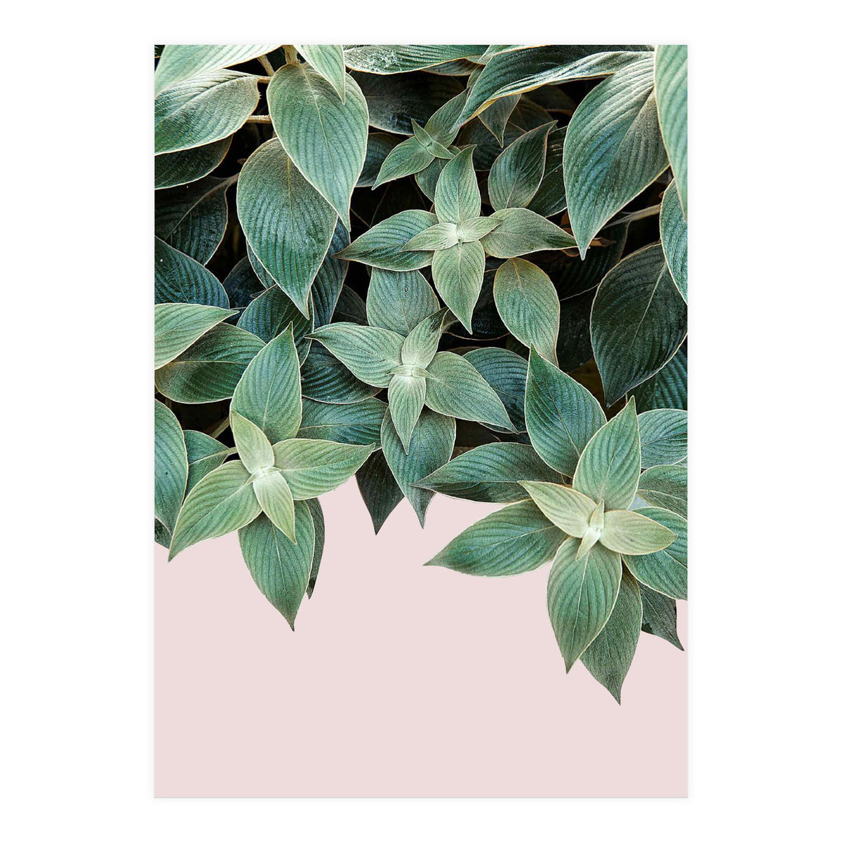 pianta pink (Print Only)