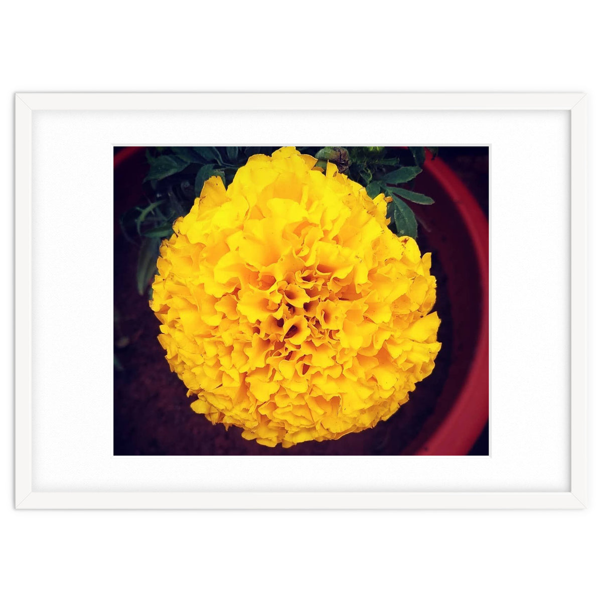 Yellow Chrysanthemum