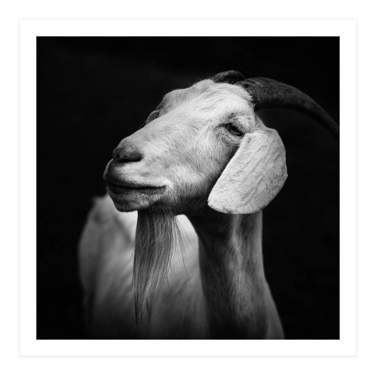 Billy Goat Adam (Print Only)