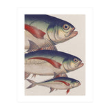 Fish Classic Designs 5 (Print Only) thumbnail