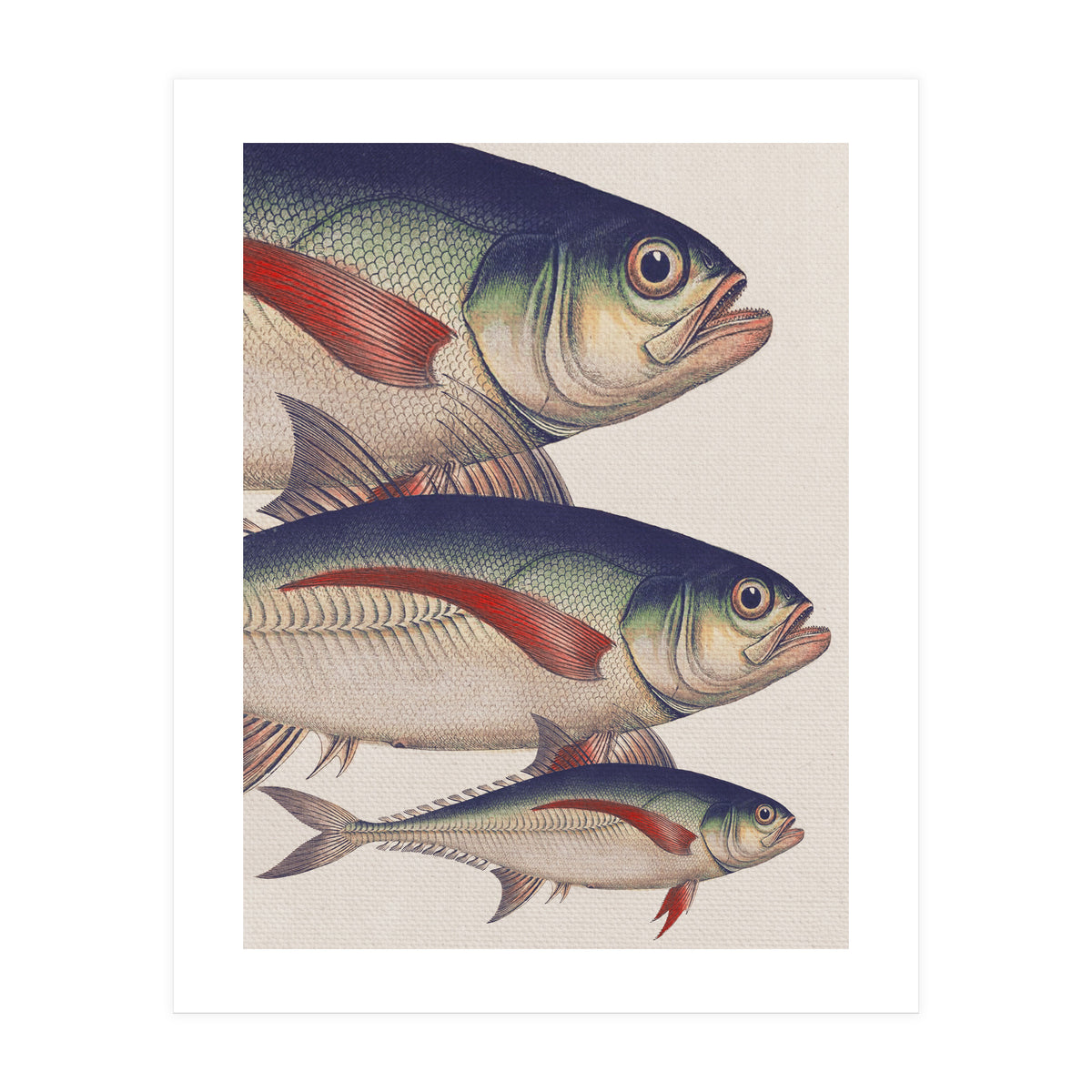 Fish Classic Designs 5 (Print Only)