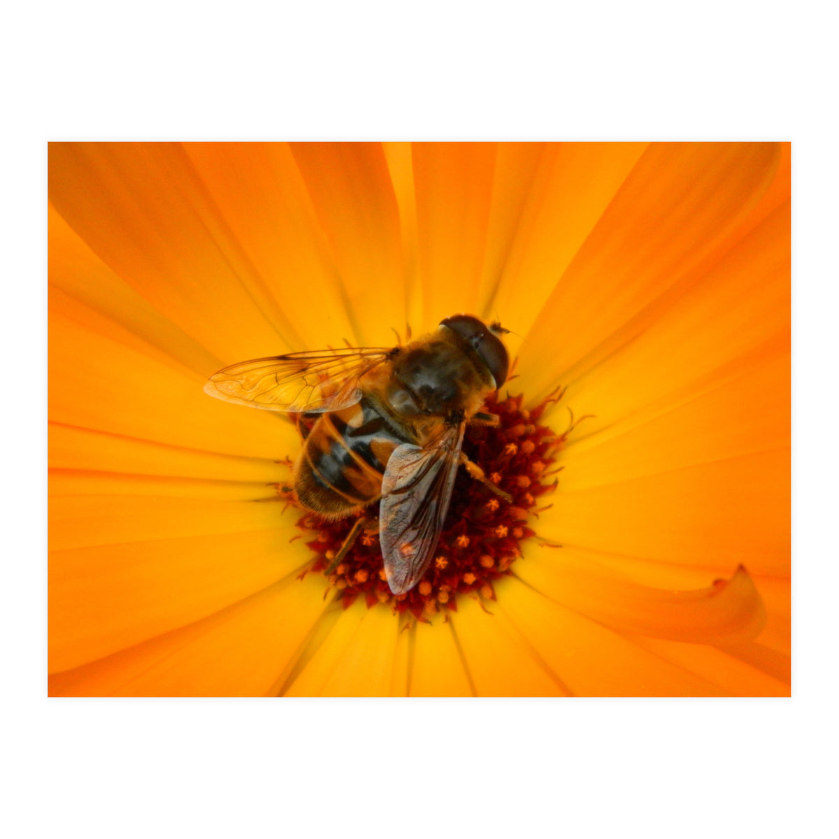 Bee Kinder (Print Only)