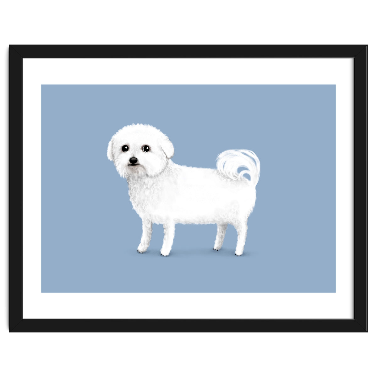 Bichon Frise