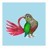 Preening green-cheeked conure (Print Only) thumbnail