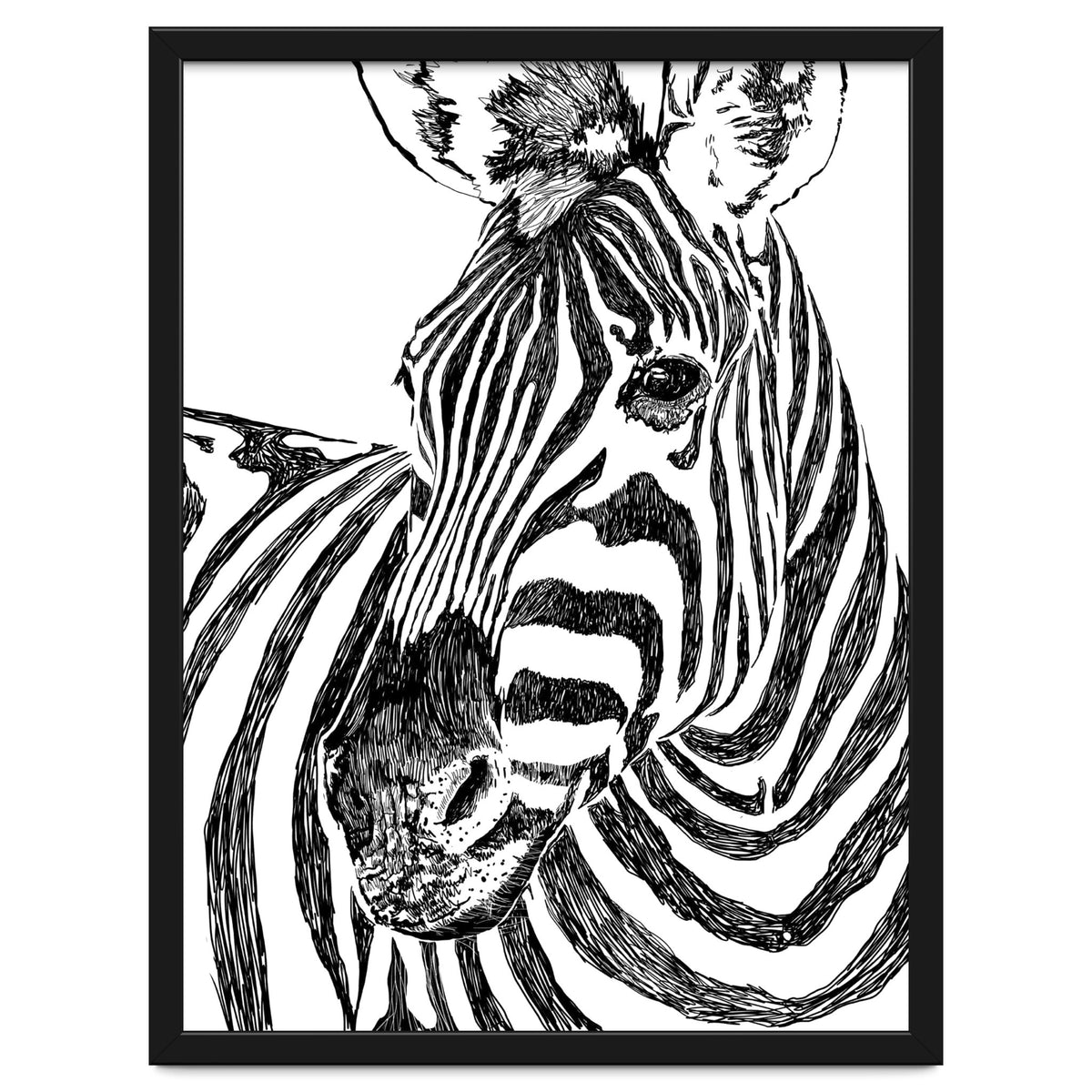 Zebra