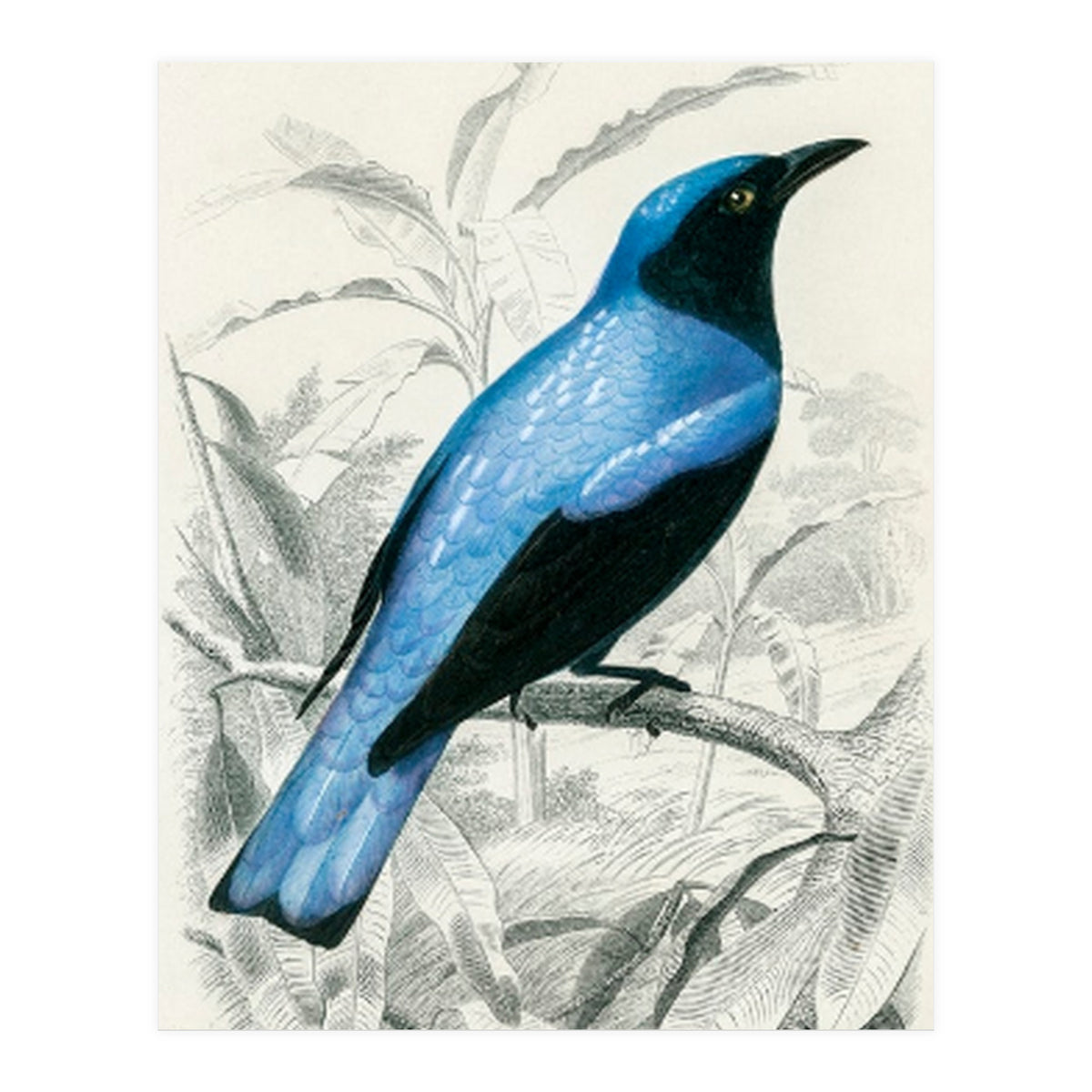 Square-tailed drongo illustrated (Print Only)