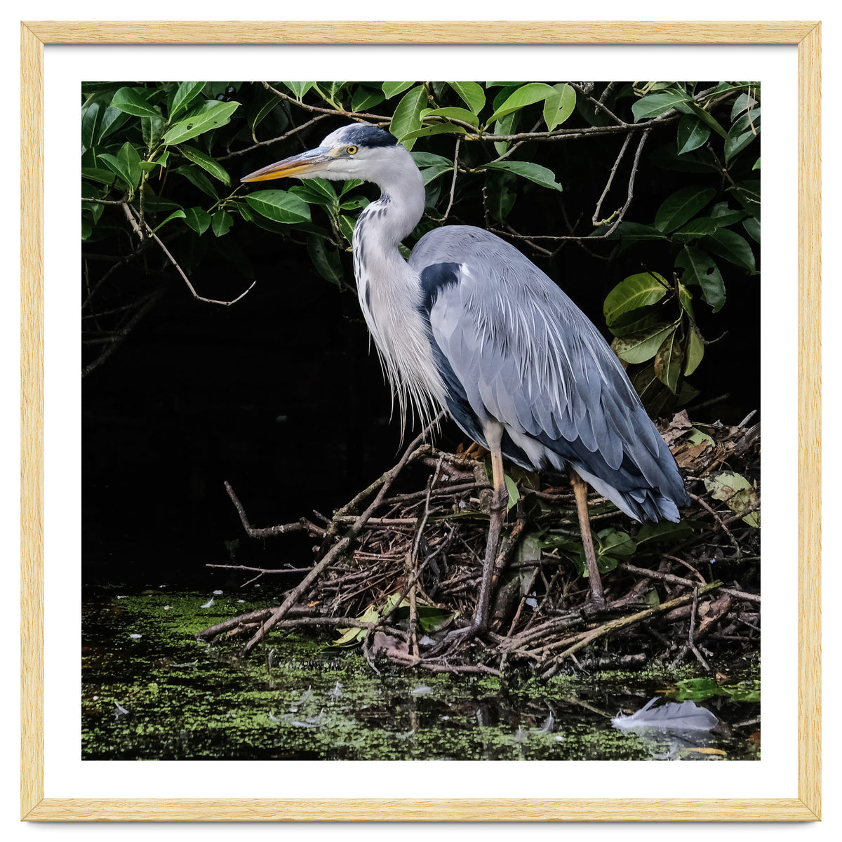 Heron