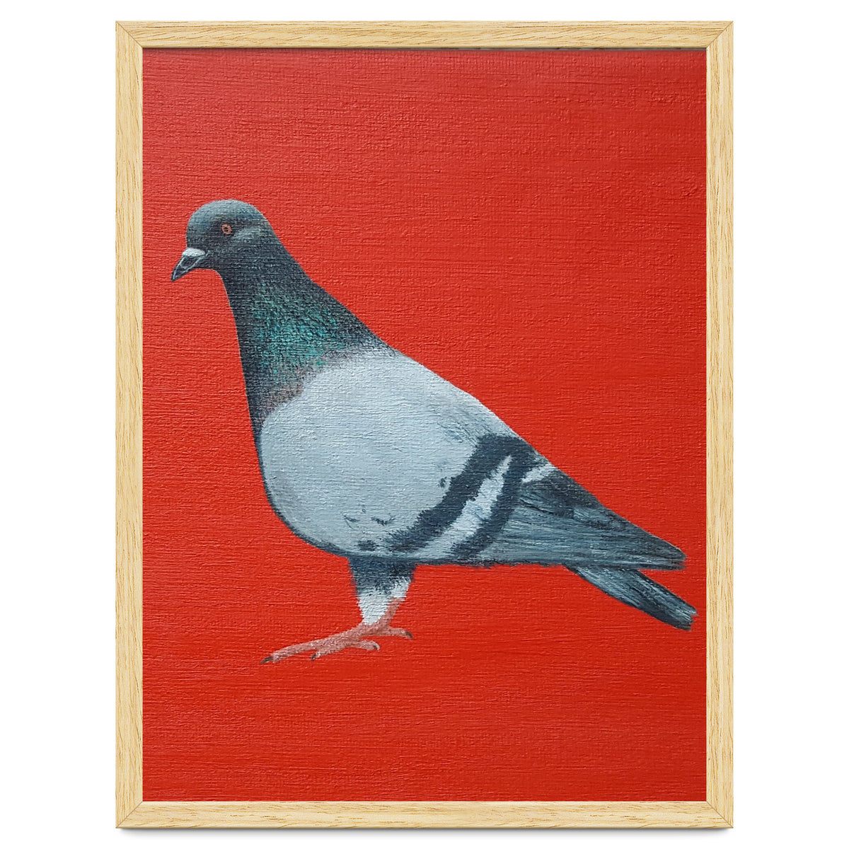 Pigeon