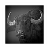 Water buffalo (Print Only) thumbnail