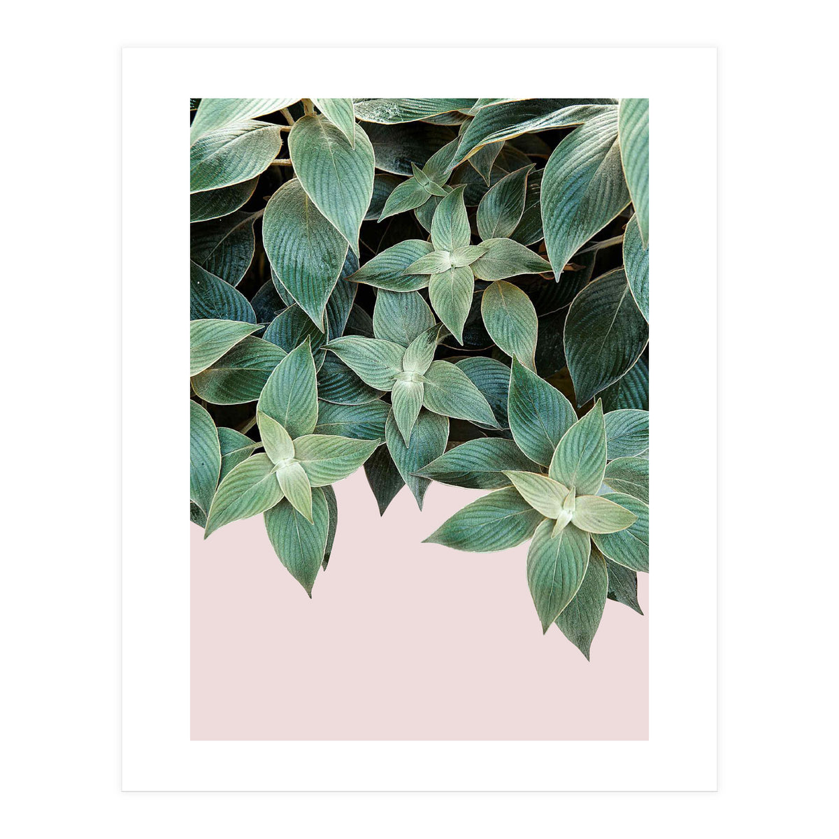 pianta pink (Print Only)