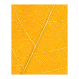 Autumn Leaf (Print Only) thumbnail