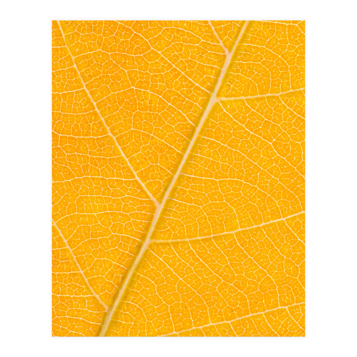 Autumn Leaf (Print Only)