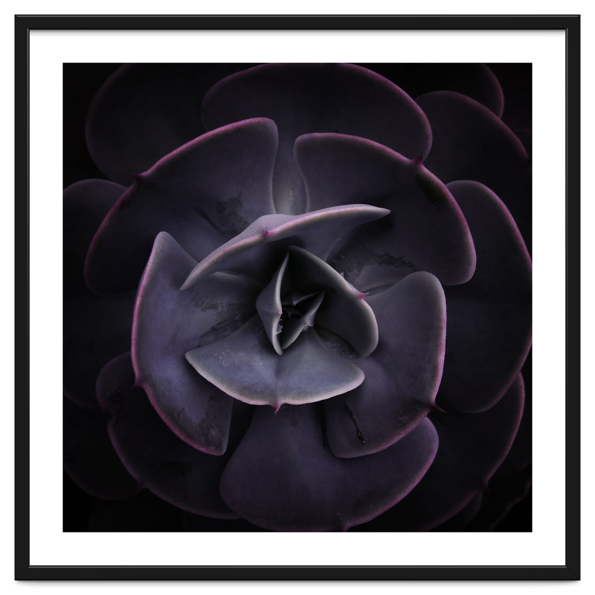 DARKSIDE OF SUCCULENTS VIII