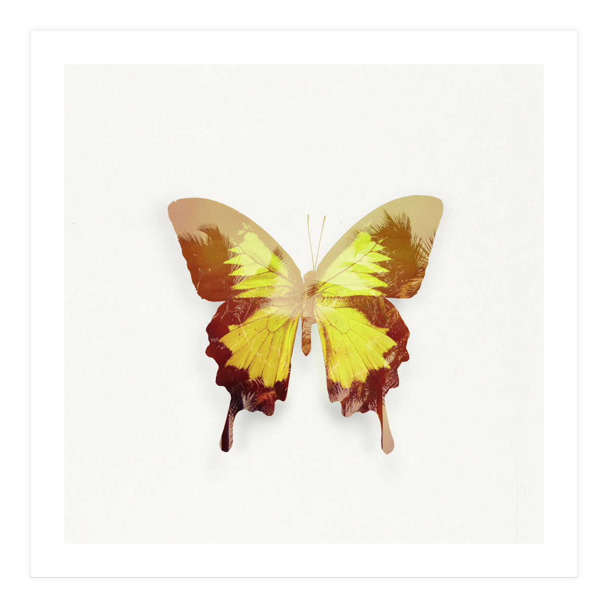 Tropical Butterfly (Print Only)